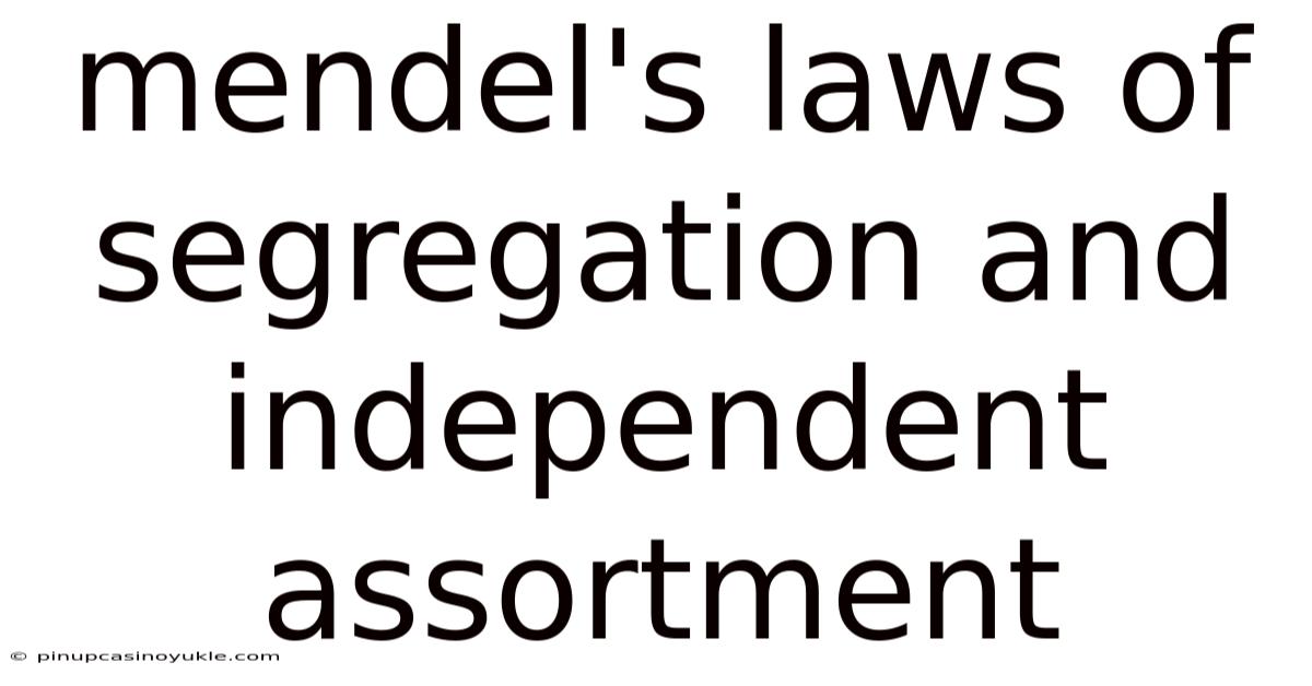 Mendel's Laws Of Segregation And Independent Assortment