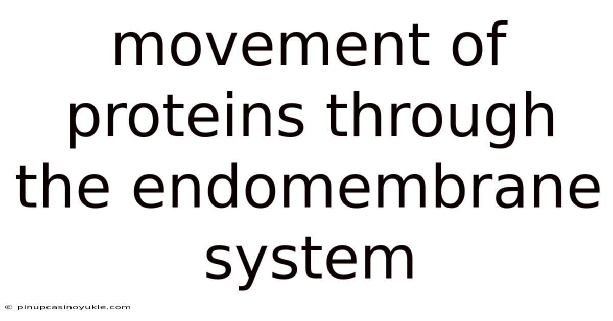 Movement Of Proteins Through The Endomembrane System