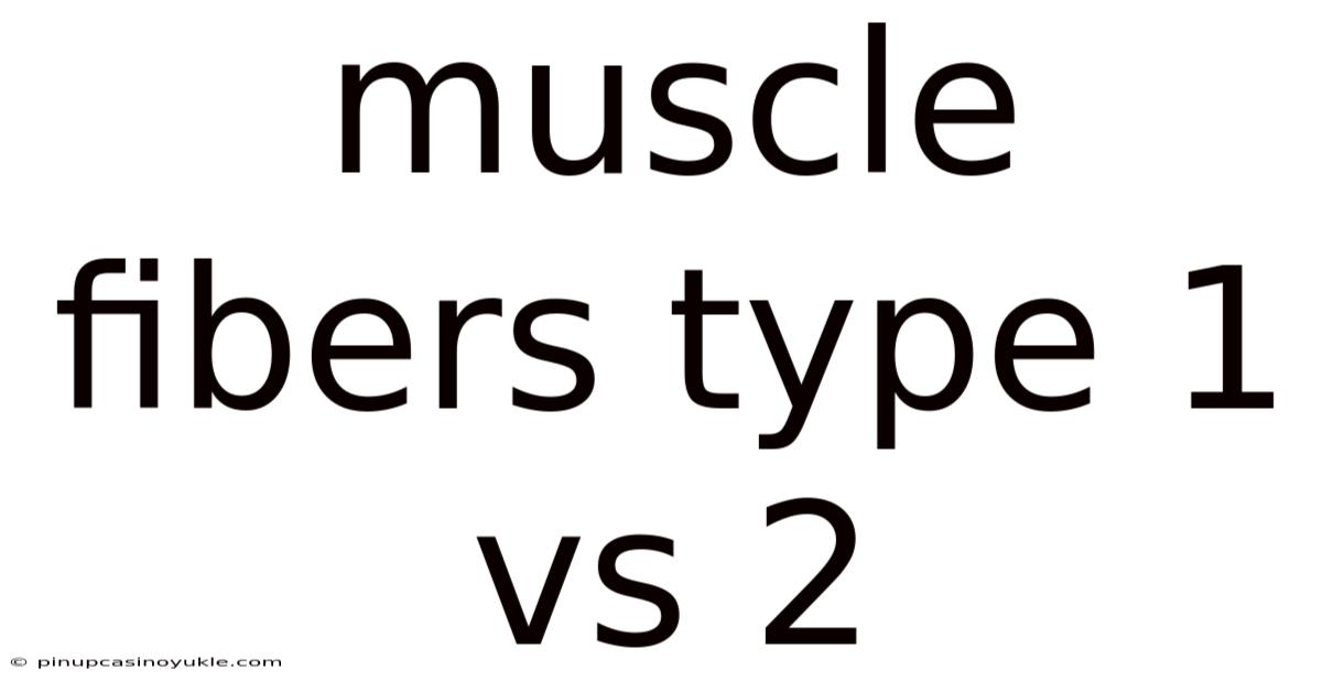 Muscle Fibers Type 1 Vs 2