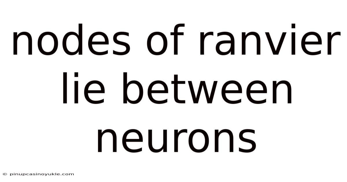 Nodes Of Ranvier Lie Between Neurons