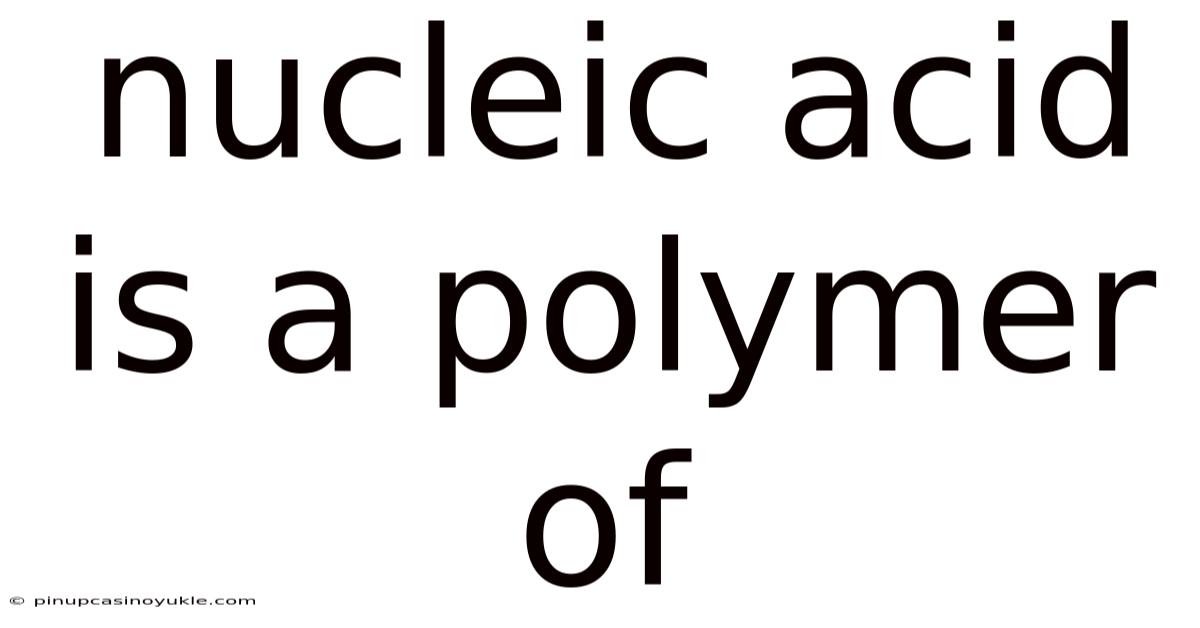 Nucleic Acid Is A Polymer Of