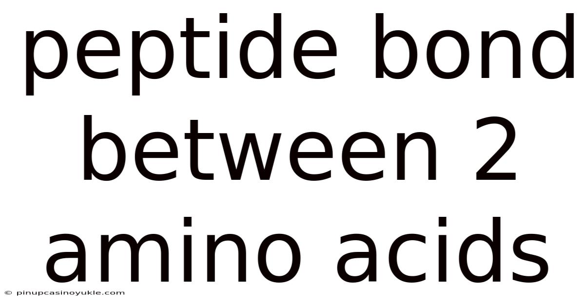 Peptide Bond Between 2 Amino Acids