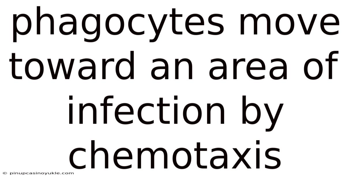 Phagocytes Move Toward An Area Of Infection By Chemotaxis