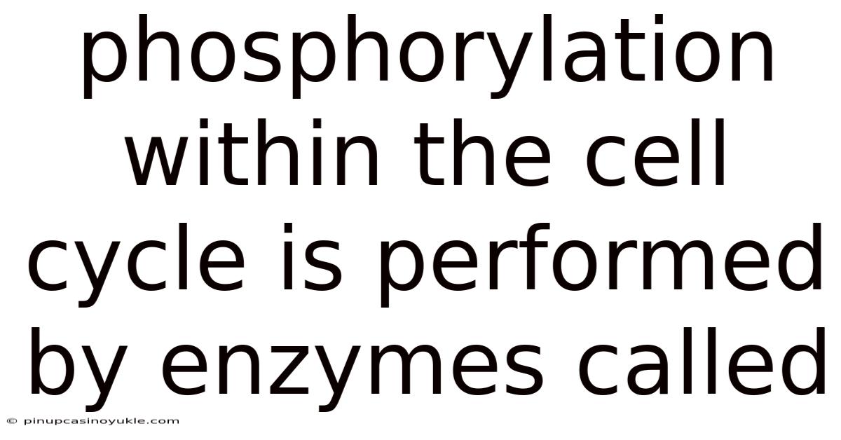 Phosphorylation Within The Cell Cycle Is Performed By Enzymes Called
