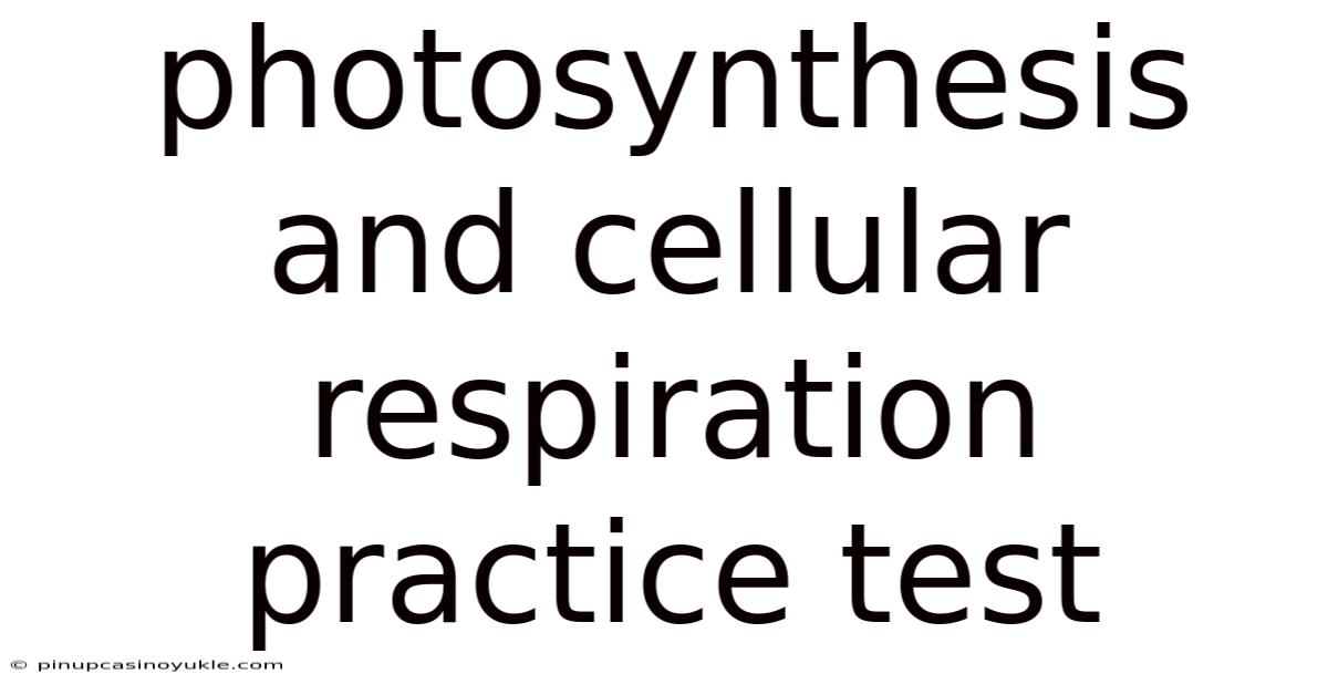 Photosynthesis And Cellular Respiration Practice Test