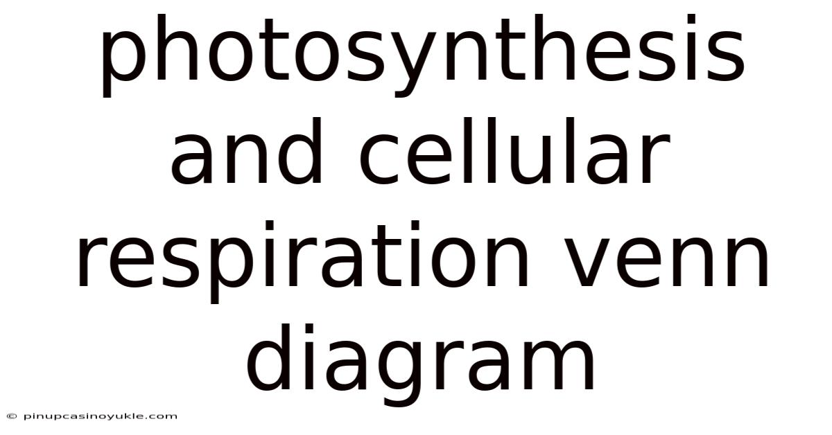 Photosynthesis And Cellular Respiration Venn Diagram