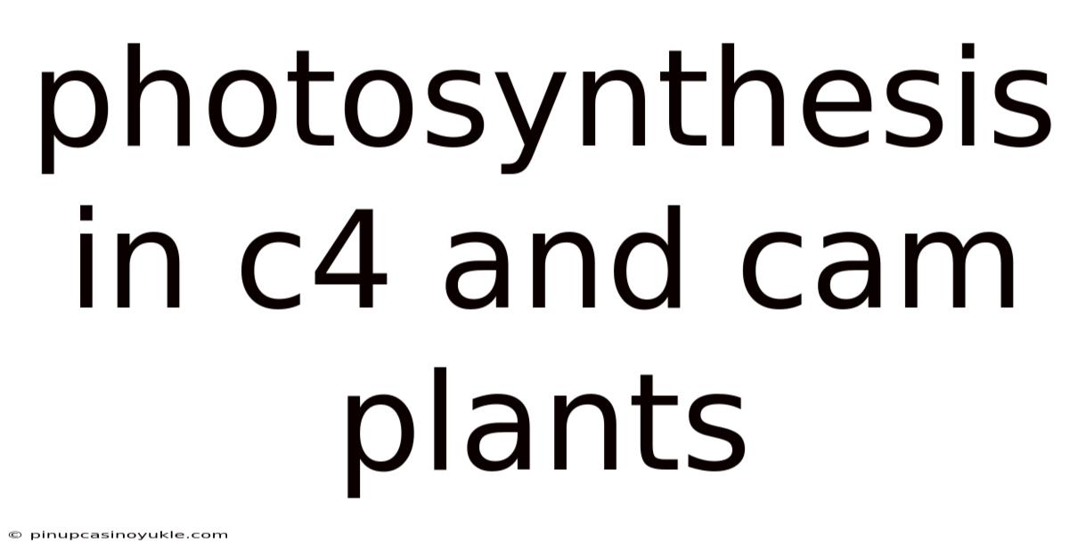 Photosynthesis In C4 And Cam Plants