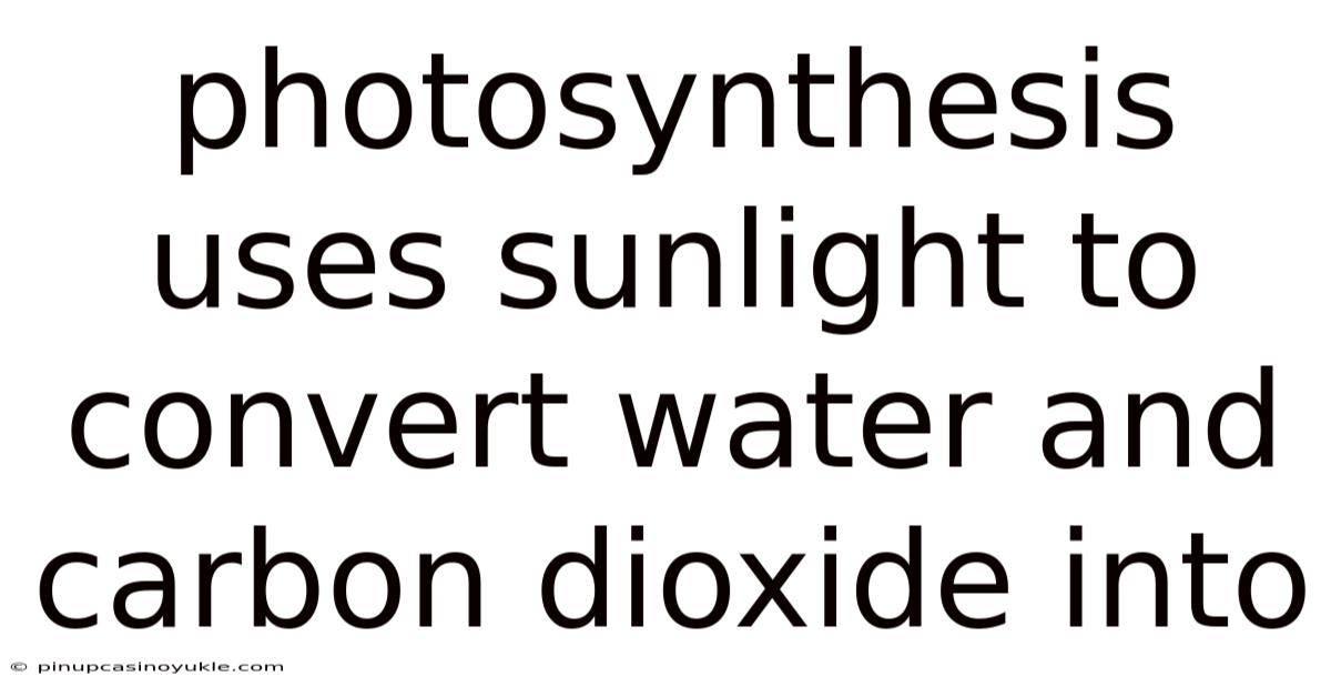 Photosynthesis Uses Sunlight To Convert Water And Carbon Dioxide Into