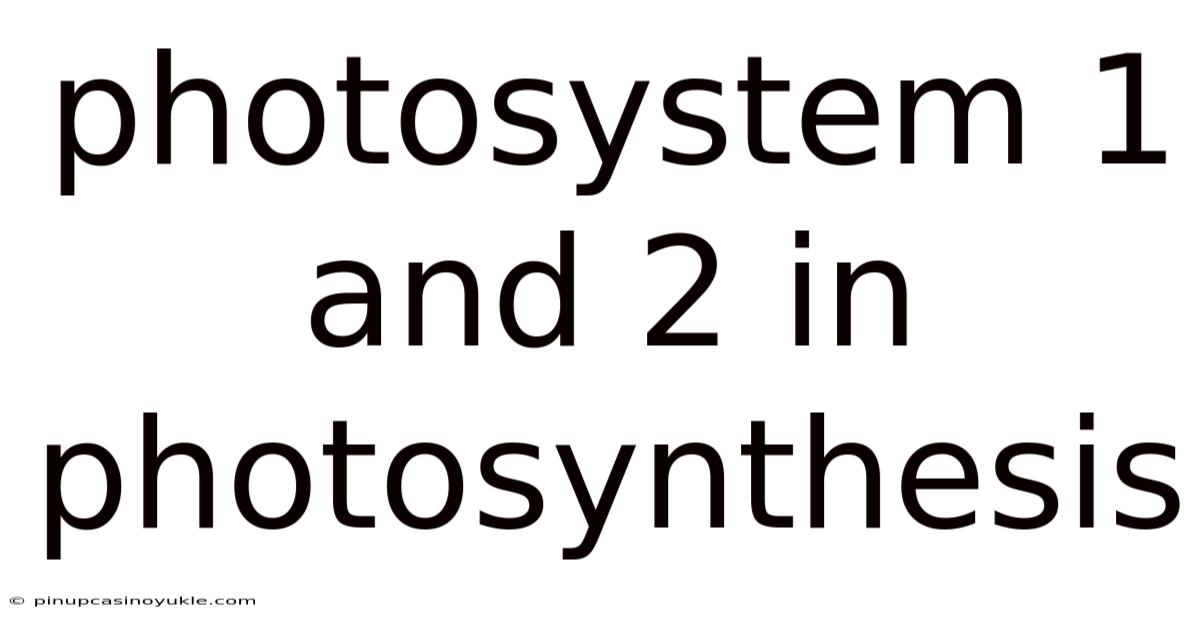 Photosystem 1 And 2 In Photosynthesis