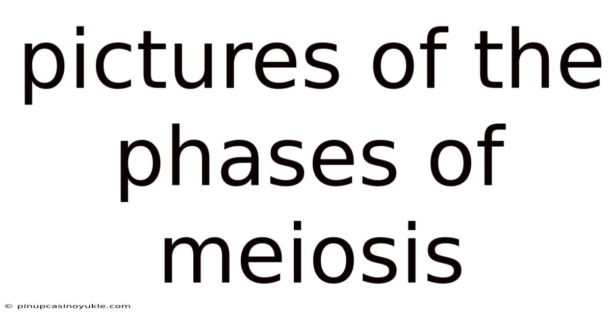 Pictures Of The Phases Of Meiosis