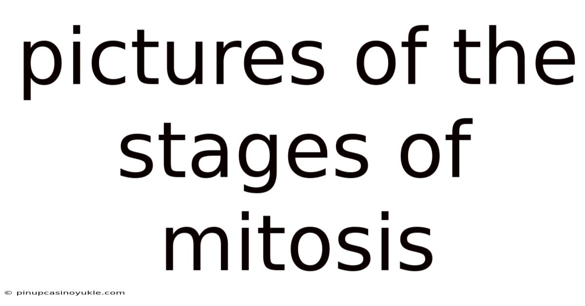Pictures Of The Stages Of Mitosis