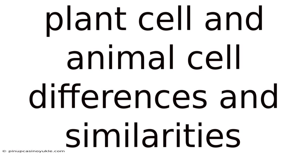 Plant Cell And Animal Cell Differences And Similarities