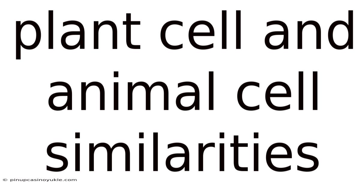 Plant Cell And Animal Cell Similarities