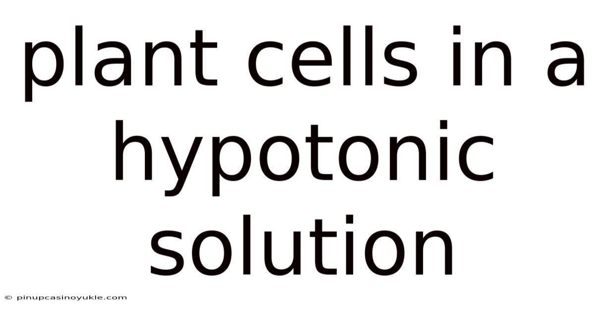 Plant Cells In A Hypotonic Solution