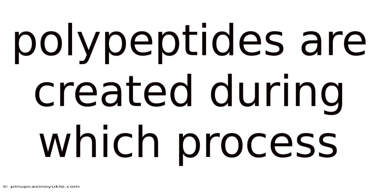 Polypeptides Are Created During Which Process