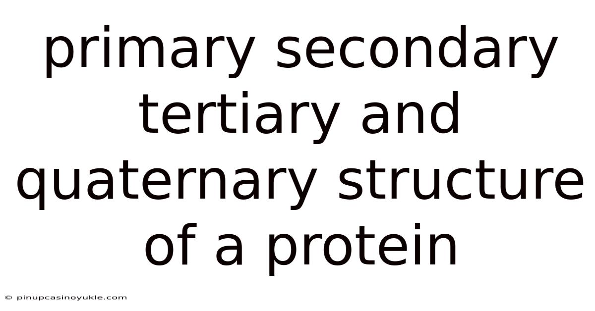 Primary Secondary Tertiary And Quaternary Structure Of A Protein