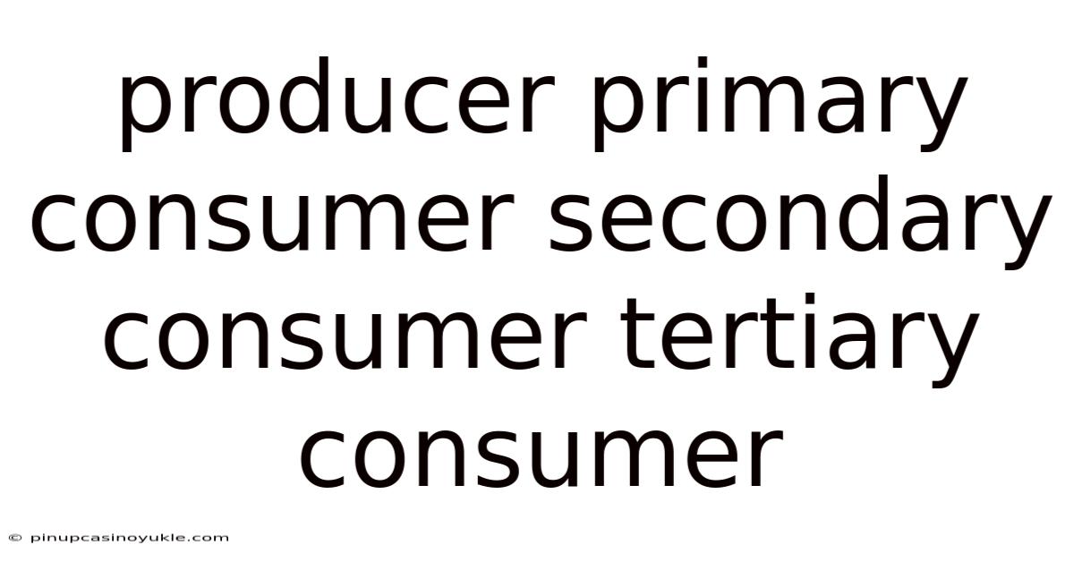 Producer Primary Consumer Secondary Consumer Tertiary Consumer