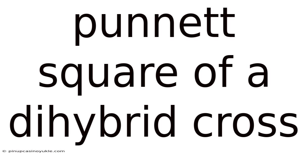 Punnett Square Of A Dihybrid Cross