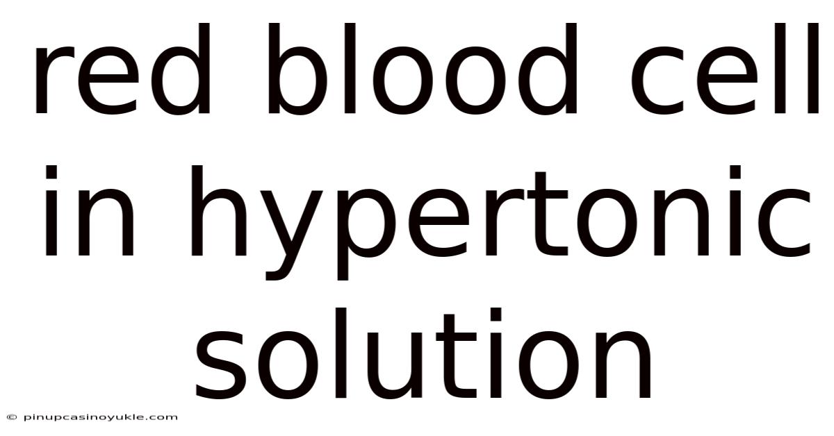 Red Blood Cell In Hypertonic Solution