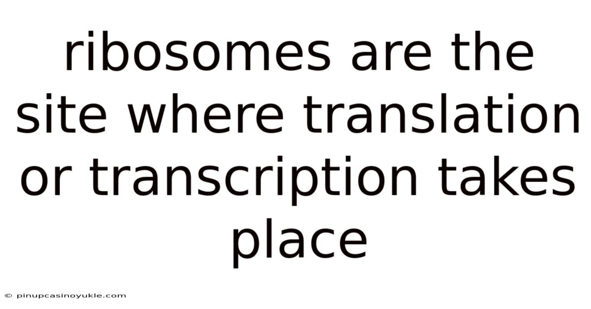 Ribosomes Are The Site Where Translation Or Transcription Takes Place