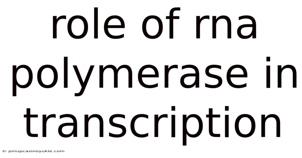 Role Of Rna Polymerase In Transcription