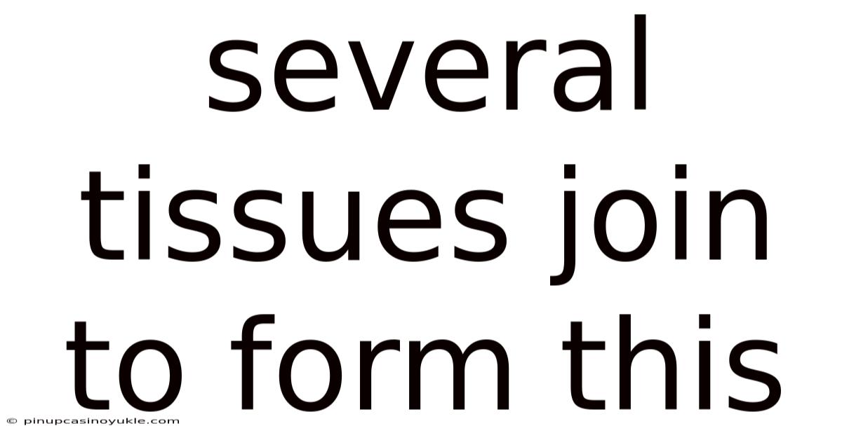 Several Tissues Join To Form This