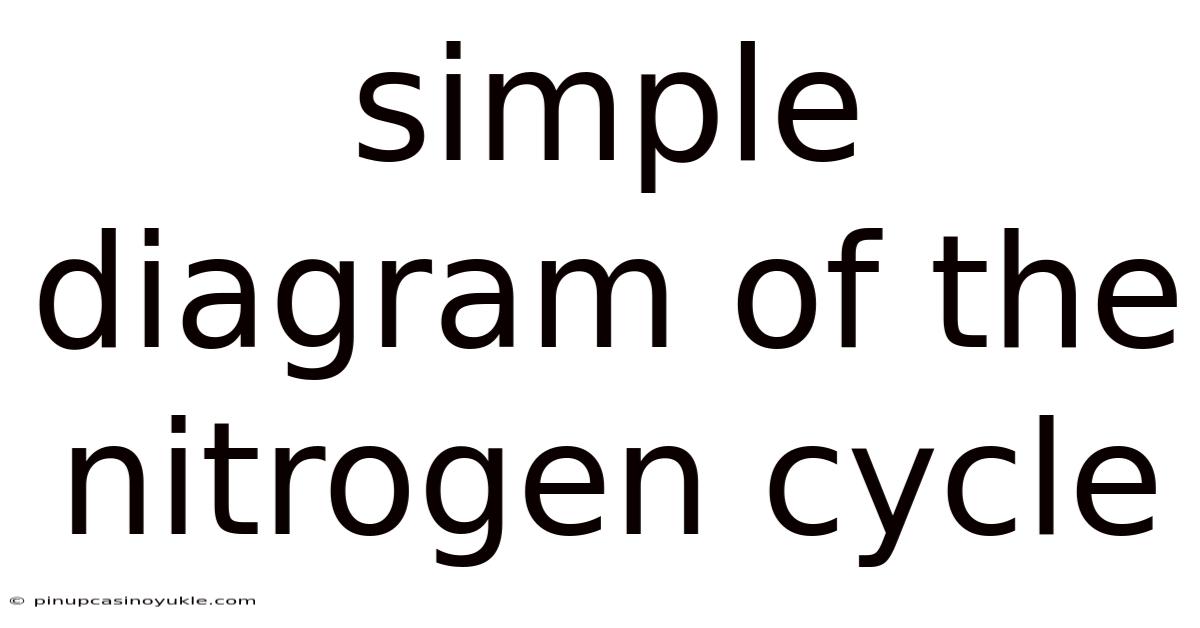 Simple Diagram Of The Nitrogen Cycle