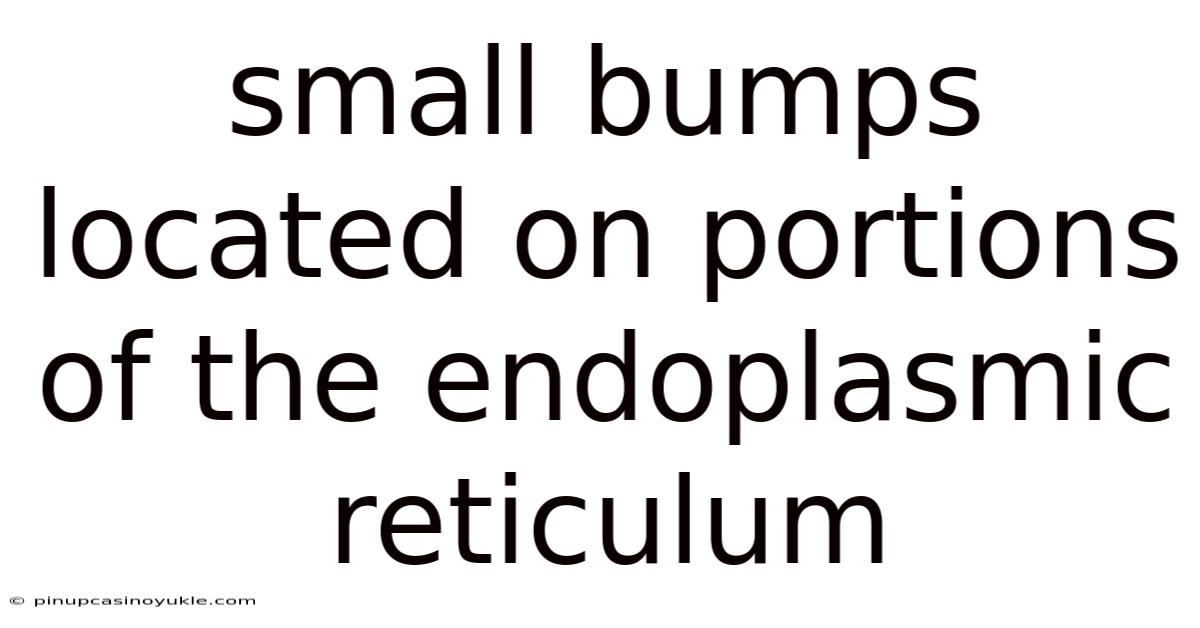 Small Bumps Located On Portions Of The Endoplasmic Reticulum