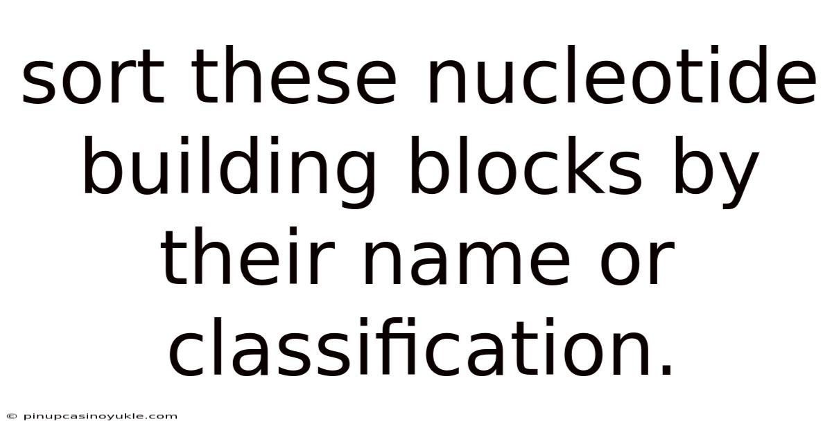 Sort These Nucleotide Building Blocks By Their Name Or Classification.