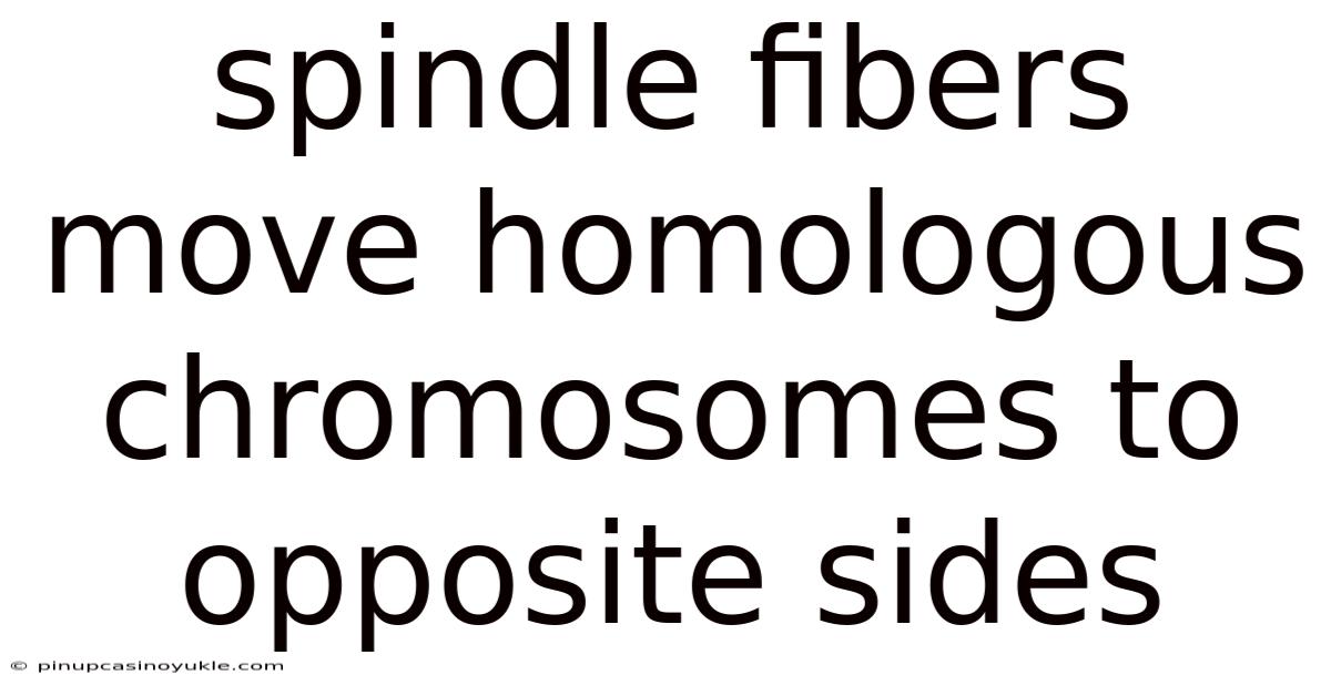 Spindle Fibers Move Homologous Chromosomes To Opposite Sides