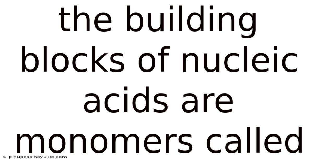 The Building Blocks Of Nucleic Acids Are Monomers Called