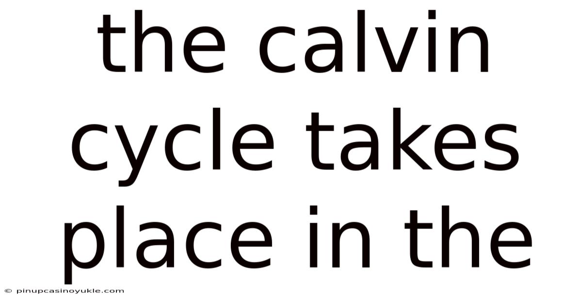 The Calvin Cycle Takes Place In The