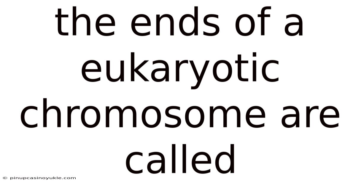 The Ends Of A Eukaryotic Chromosome Are Called