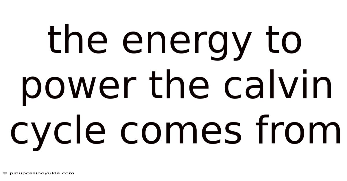 The Energy To Power The Calvin Cycle Comes From