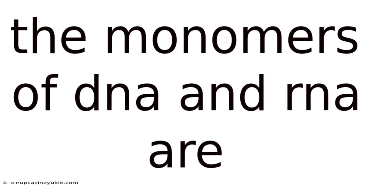 The Monomers Of Dna And Rna Are