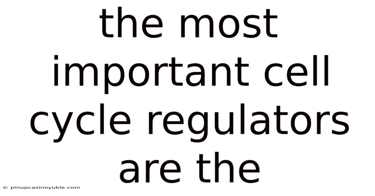 The Most Important Cell Cycle Regulators Are The