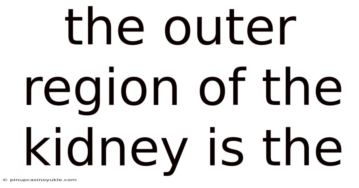 The Outer Region Of The Kidney Is The