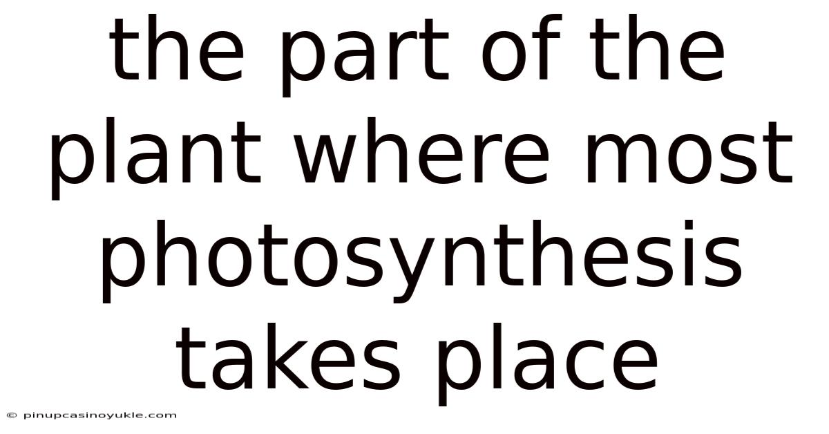 The Part Of The Plant Where Most Photosynthesis Takes Place