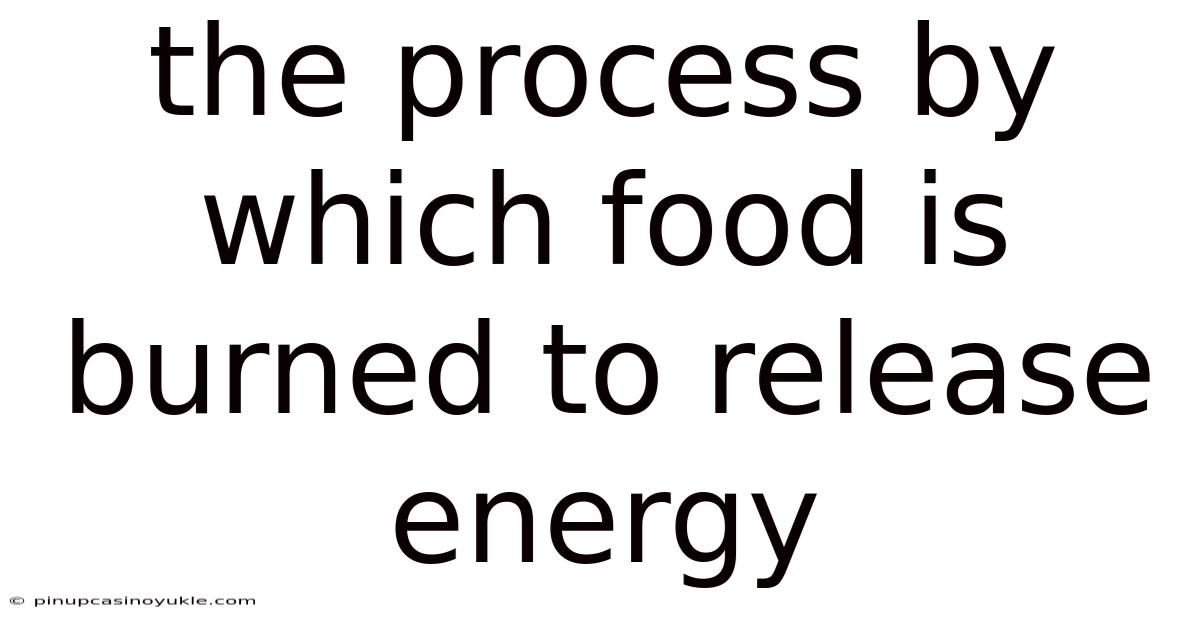The Process By Which Food Is Burned To Release Energy