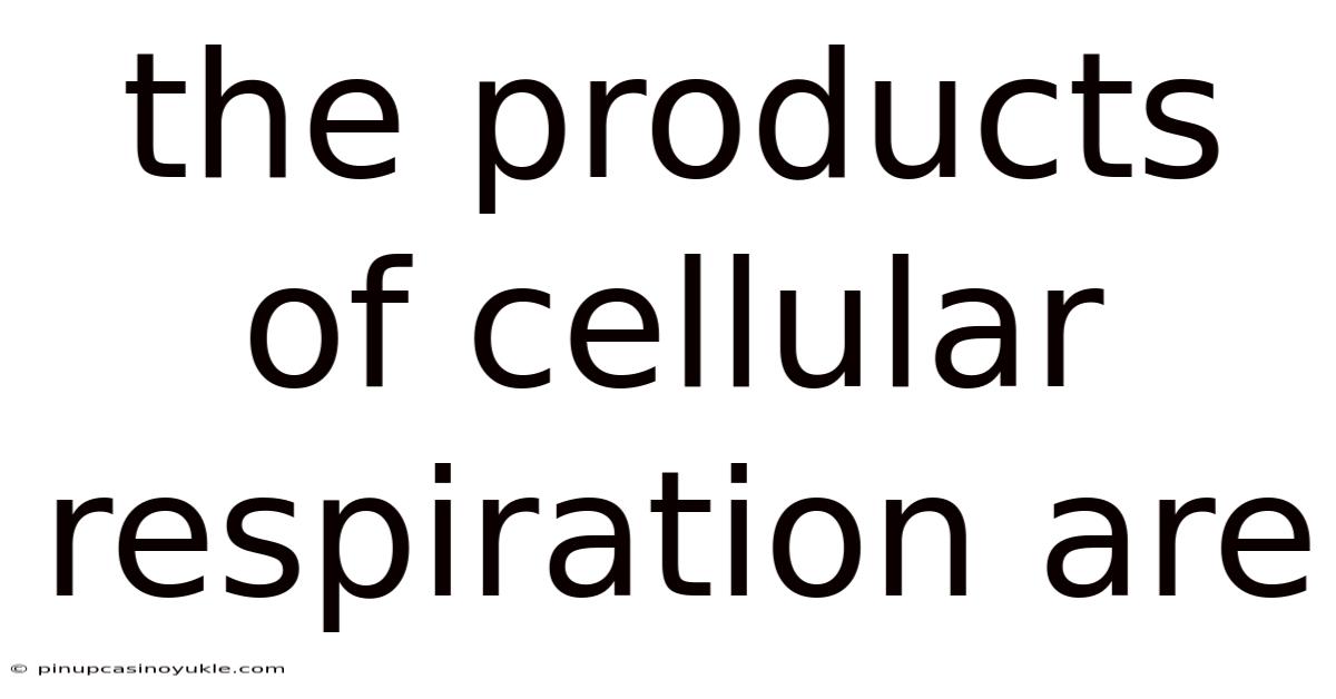 The Products Of Cellular Respiration Are