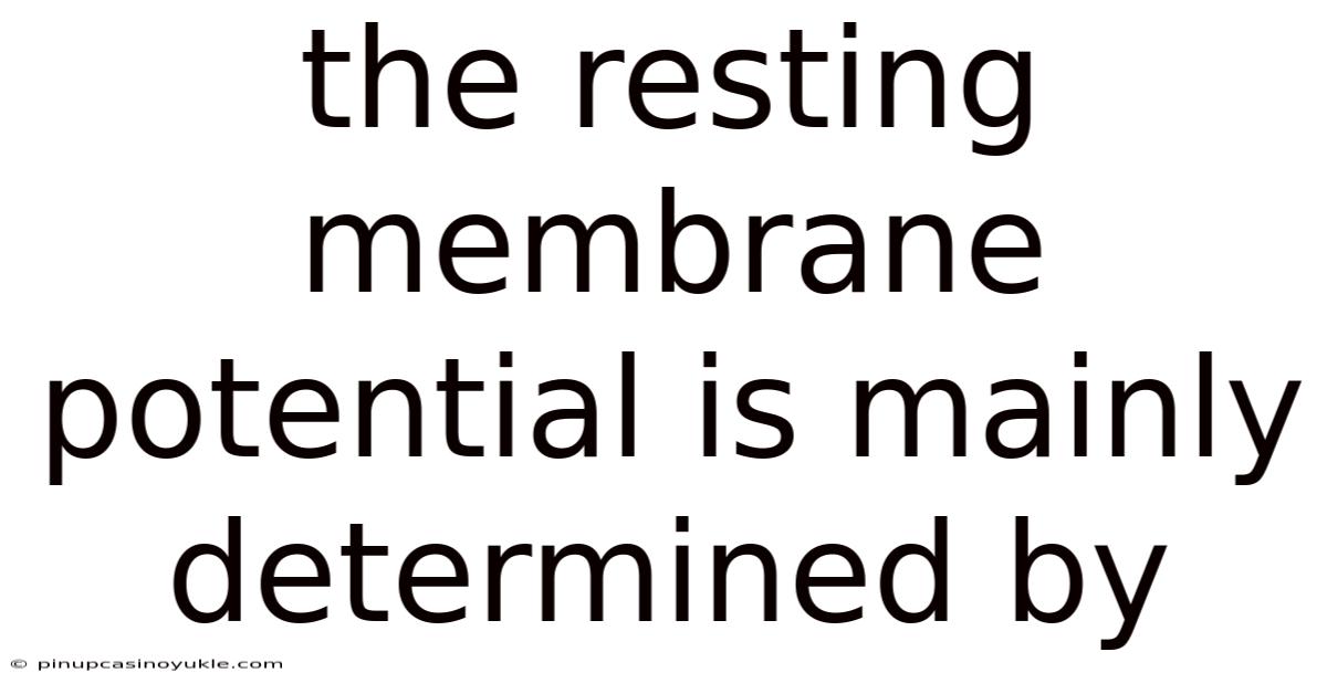 The Resting Membrane Potential Is Mainly Determined By