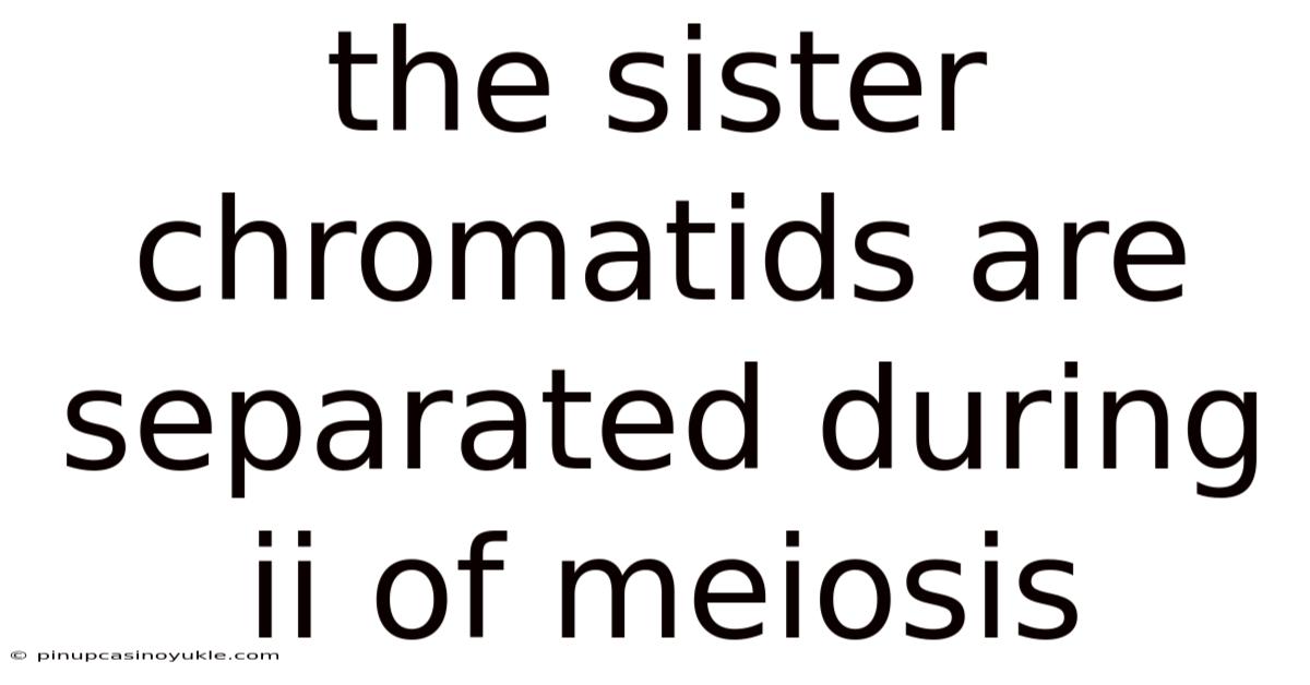 The Sister Chromatids Are Separated During Ii Of Meiosis