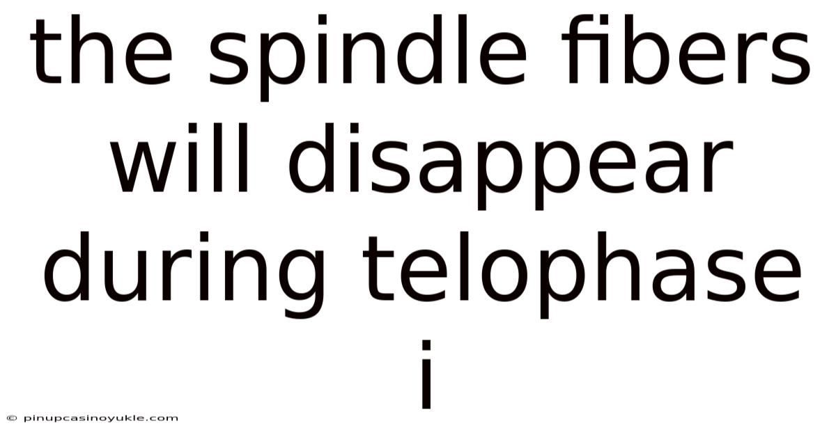 The Spindle Fibers Will Disappear During Telophase I