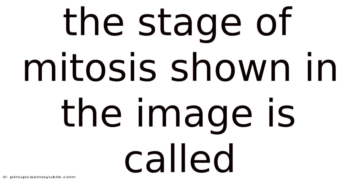 The Stage Of Mitosis Shown In The Image Is Called