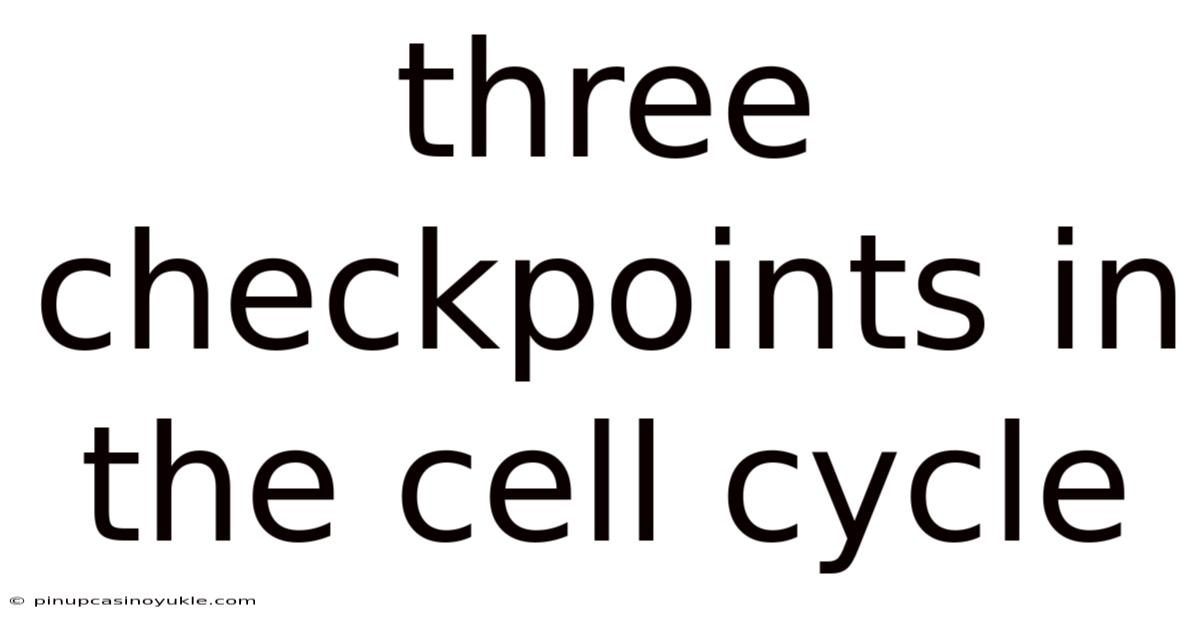 Three Checkpoints In The Cell Cycle