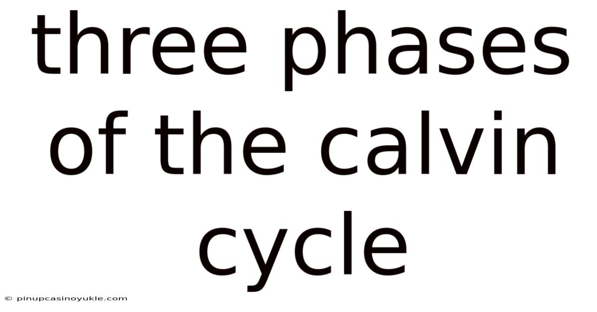 Three Phases Of The Calvin Cycle