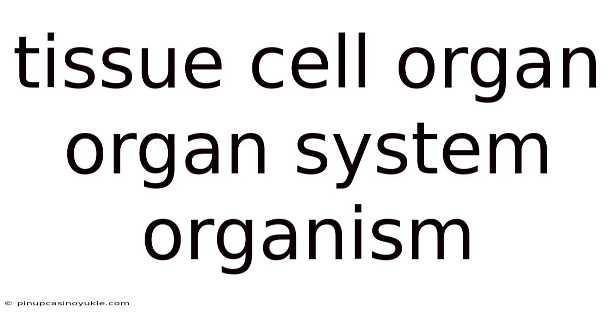 Tissue Cell Organ Organ System Organism