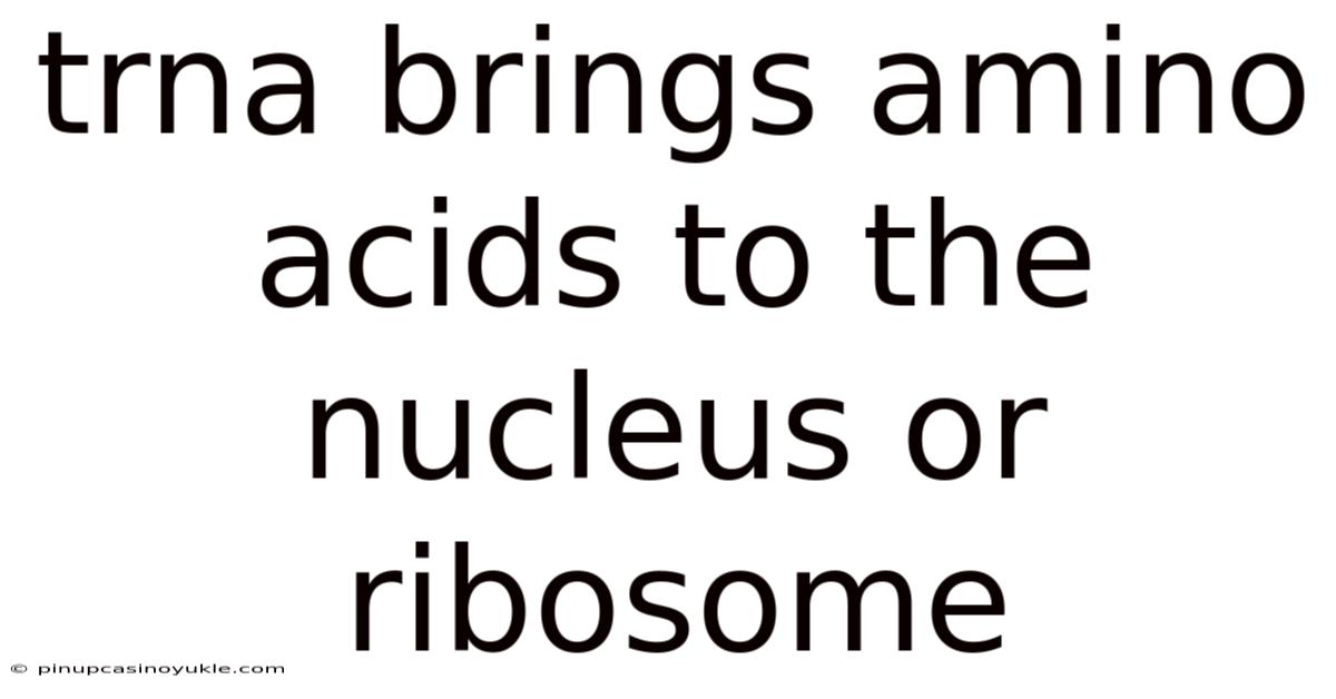 Trna Brings Amino Acids To The Nucleus Or Ribosome