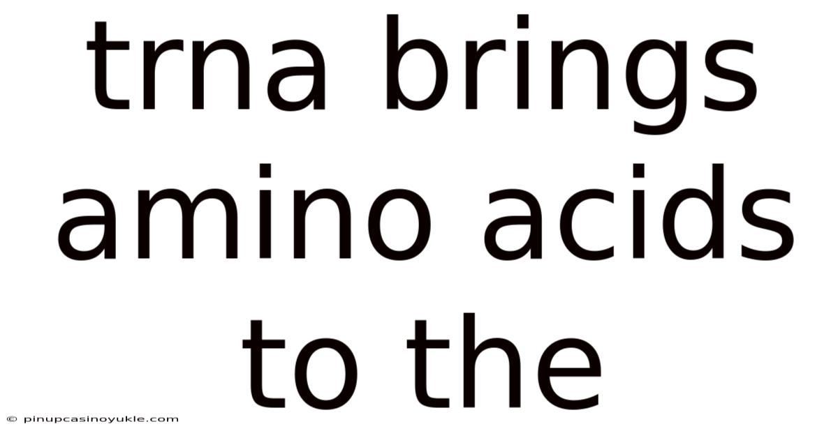 Trna Brings Amino Acids To The