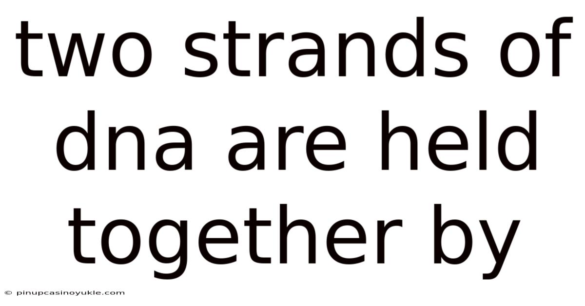 Two Strands Of Dna Are Held Together By